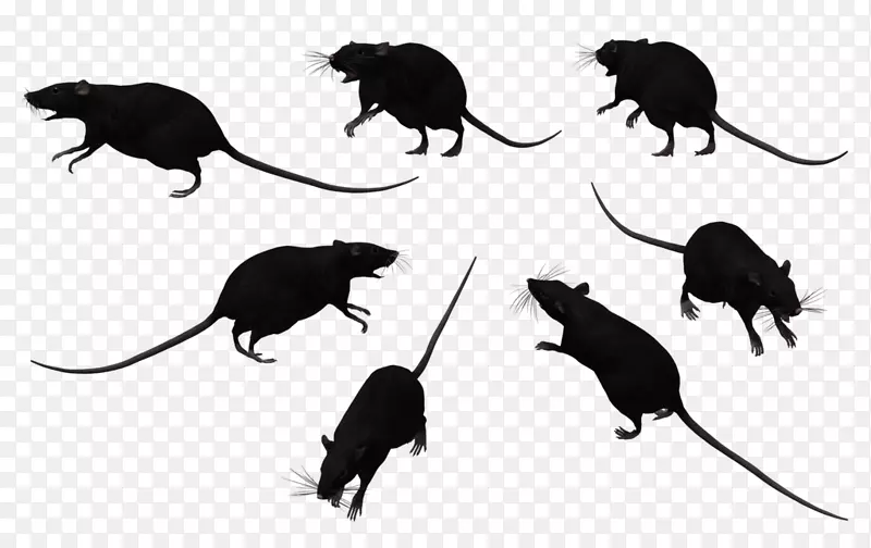 黑鼠骨实验鼠剪贴画老鼠剪贴画