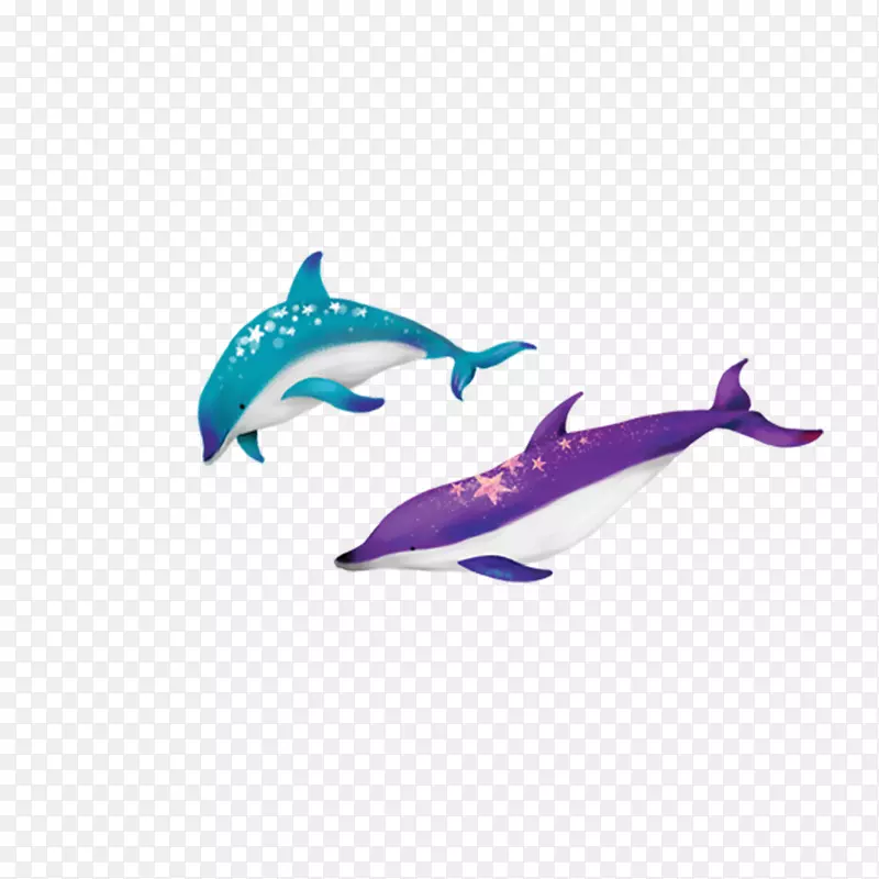 宽吻海豚-露脊鲸海豚-海豚
