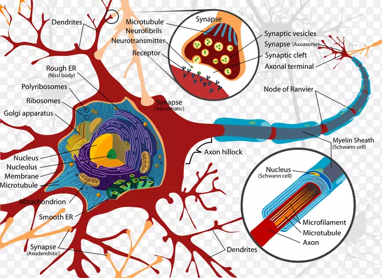 神经元细胞胞体-轴突-神经系统