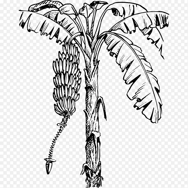 香蕉叶剪贴画-植物学图片