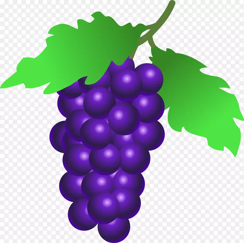 普通葡萄酒葡萄浆果紫葡萄