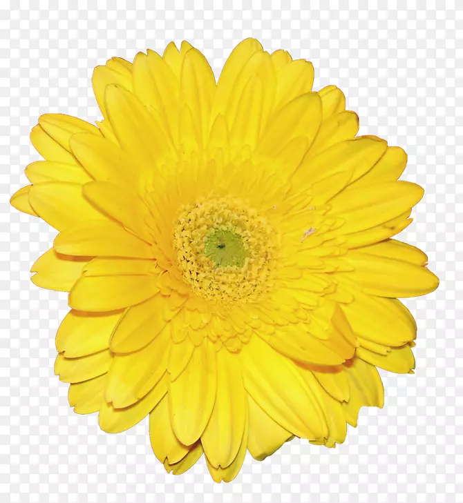 花黄色图标-菊花