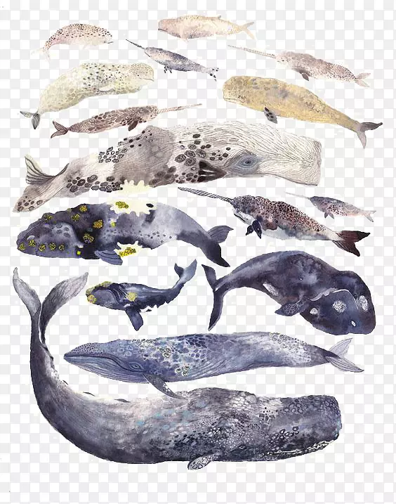 视觉艺术水彩画鲸鱼画