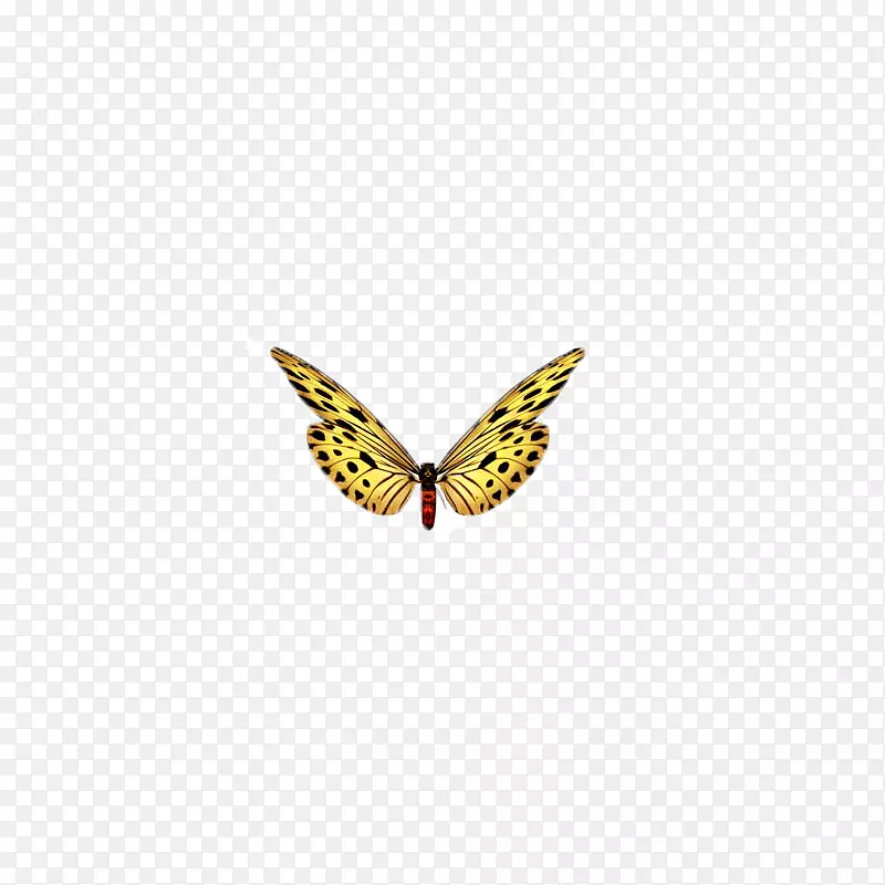 蝴蝶，昆虫，标本