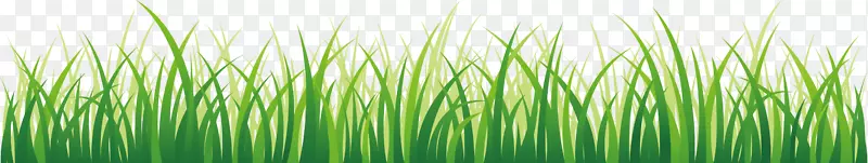 草坪绿色壁纸-草