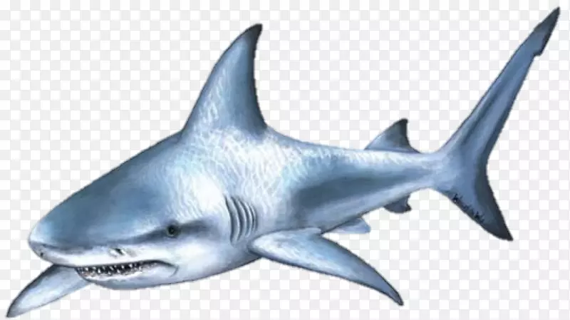 鲨鱼攻击牛鲨剪贴画卡通鲨鱼