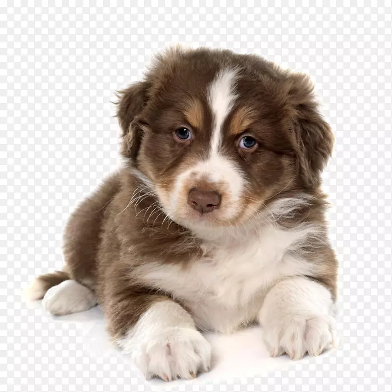 西伯利亚哈士奇小狗猫宠物载体-可爱的狗