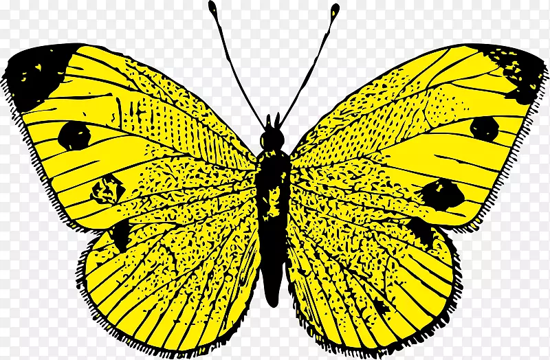 蝴蝶可伸缩图形剪辑艺术动物学剪贴画