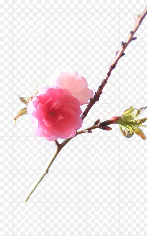 樱花枝-粉红色樱花枝