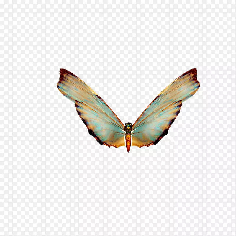 蝴蝶剪贴画-蝴蝶昆虫标本