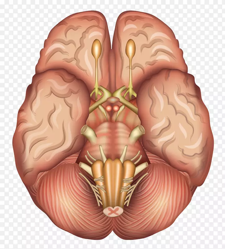 人脑解剖矢状面垂体-人脑模型