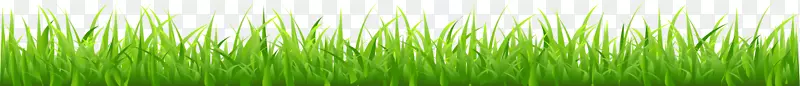 麦草绿植物茎电脑壁纸绿草