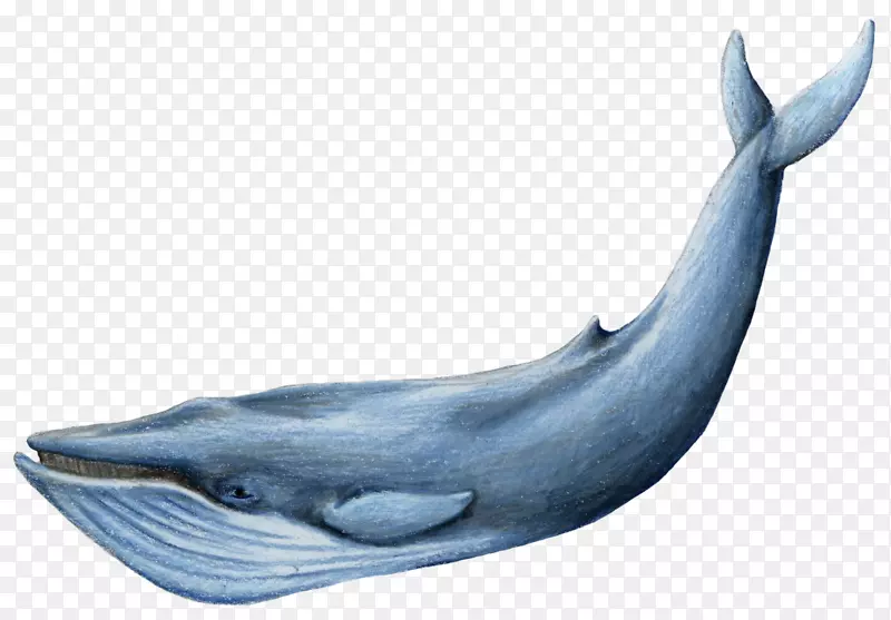 蓝鲸剪贴画-鲸鱼装饰