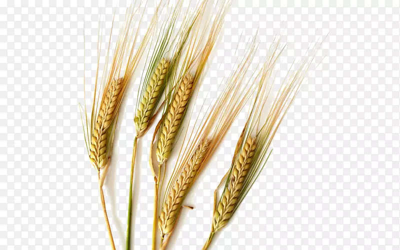 硬粒小麦、大麦、谷类、穗-米