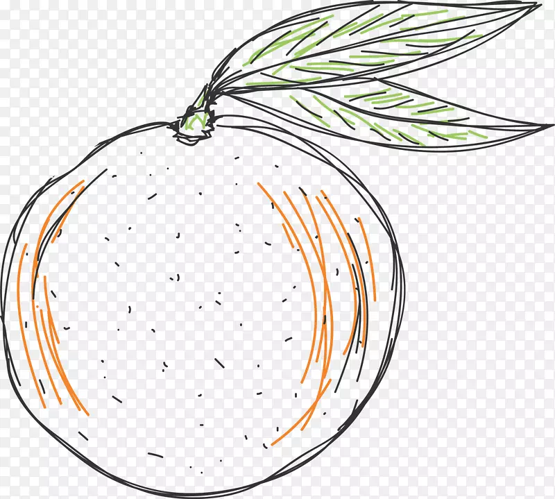 橙汁柚子葡萄柚手绘新鲜的大葡萄柚