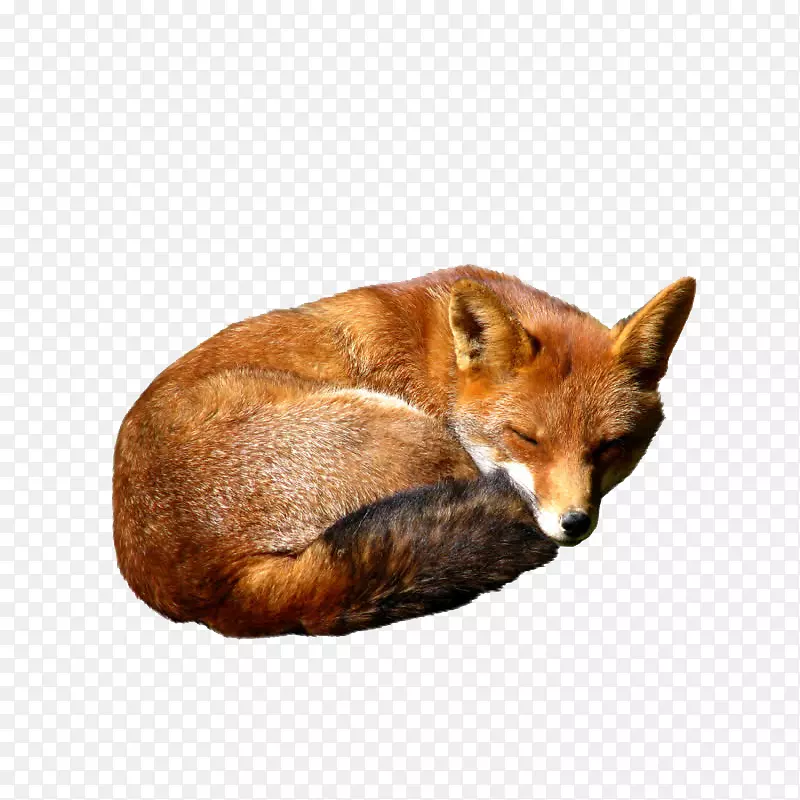 红狐