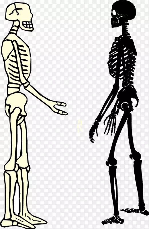 人类骨骼智人骨骼-男性和女性骨骼