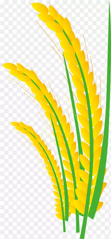 稻田免费-稻谷，水稻，河套，稻谷