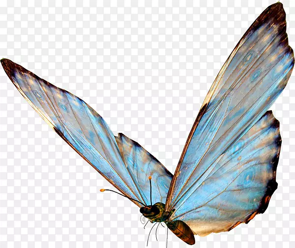 蝴蝶昆虫翅膀剪贴画-蝴蝶