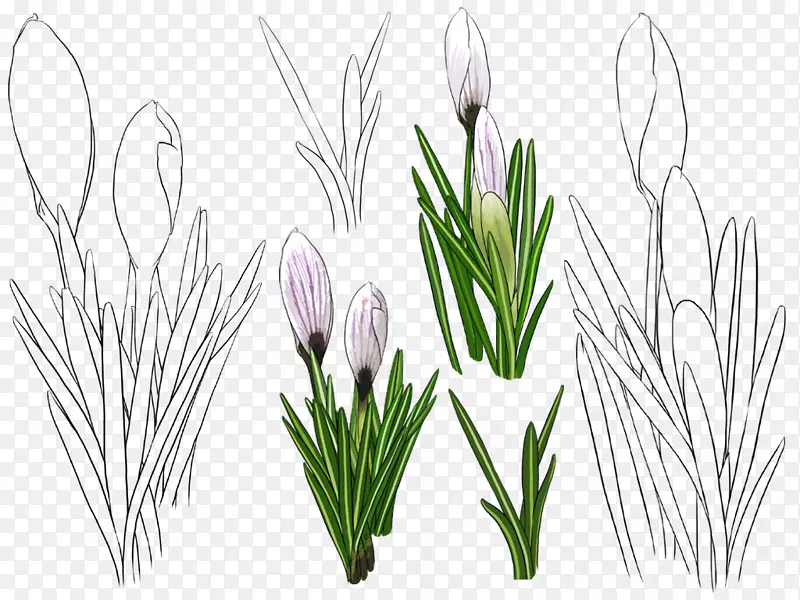 郁金香花手绘郁金香