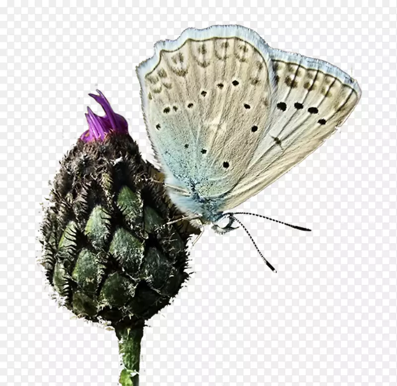 蝴蝶蛾令人惊叹的蝴蝶插图-白色蝴蝶
