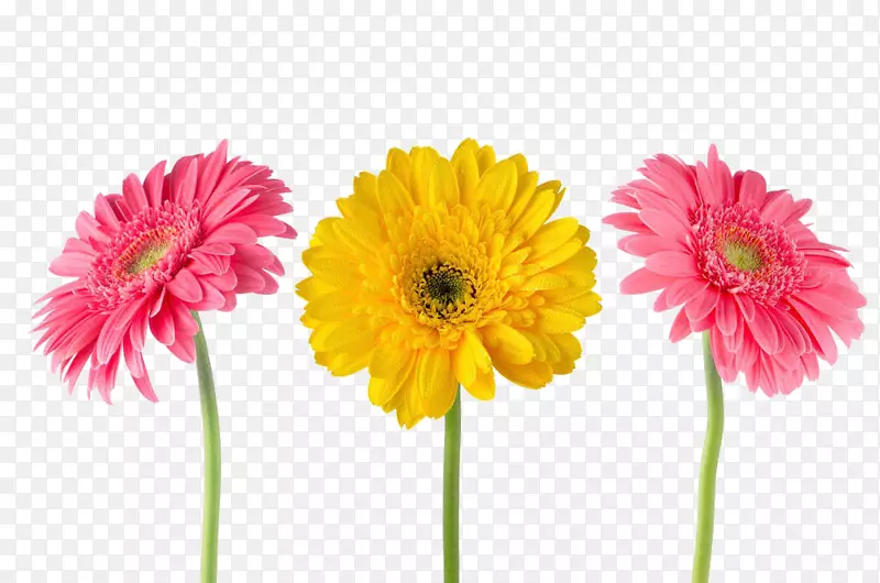 非洲菊黄砧木摄影花-粉红色和黄色菊花