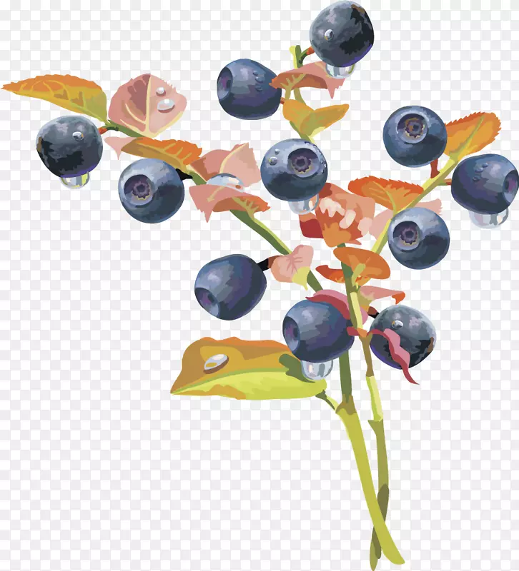 蓝莓果实-灯果蓝莓果实蓝莓