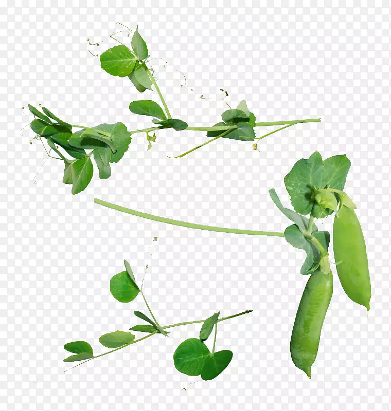 雪豌豆图标-小豌豆荚