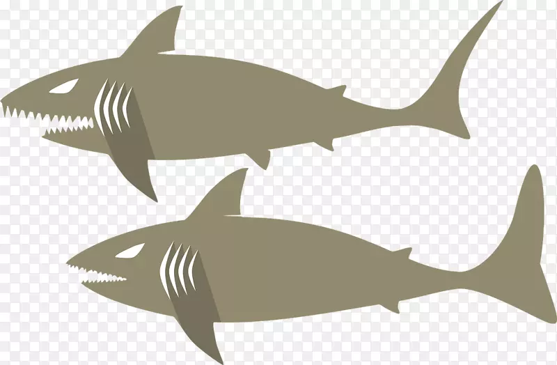鲨鱼-灰鲨