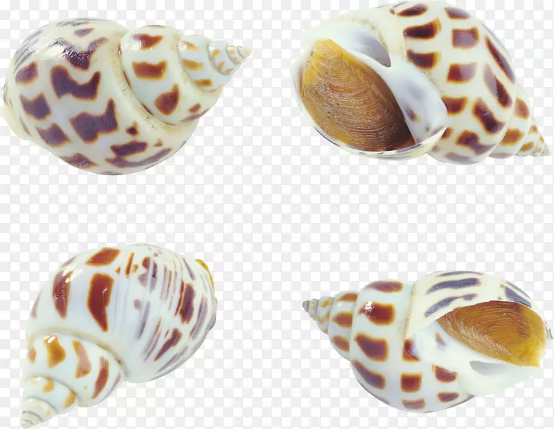 海鲜蛤、牡蛎、贝类、牛肝菌-创意型海螺收藏
