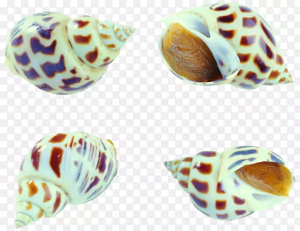 海鲜蛤蜊牡蛎贝类生鱼片海螺图片材料