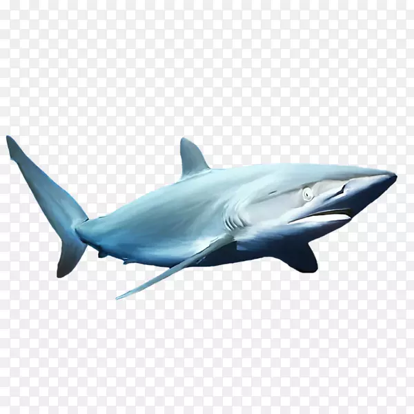 蓝鲨普通宽吻海豚-蓝鲨