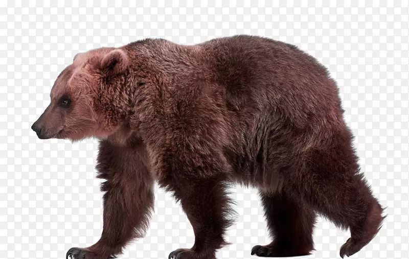 帆布印刷多曝光摄影海报-可爱的棕熊