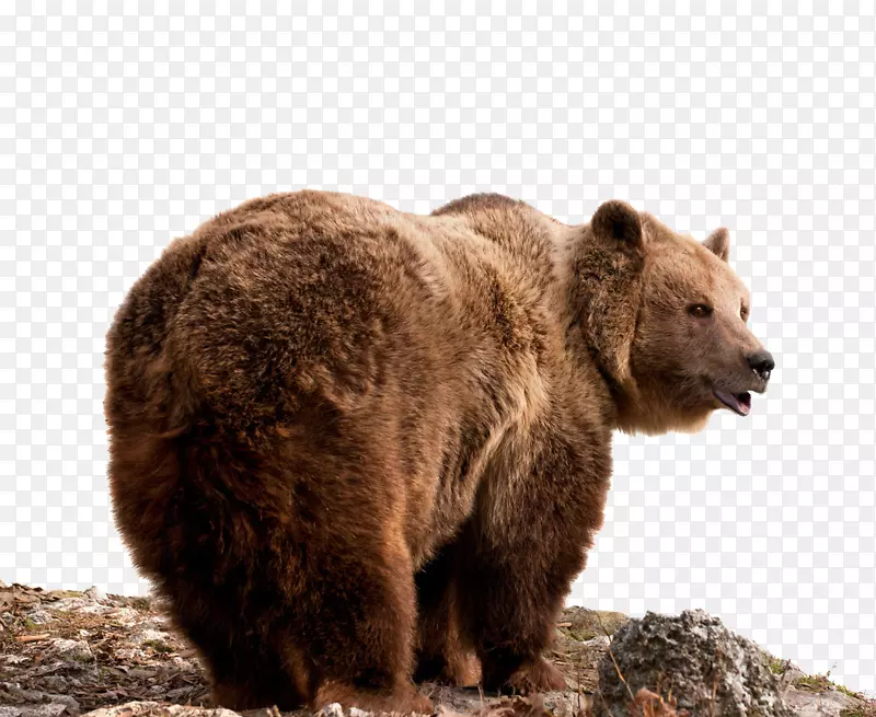 东西伯利亚棕熊灰熊摄影-熊