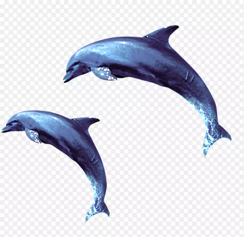 短喙普通海豚批发海豚常见宽吻海豚图库溪蓝海豚效应元件