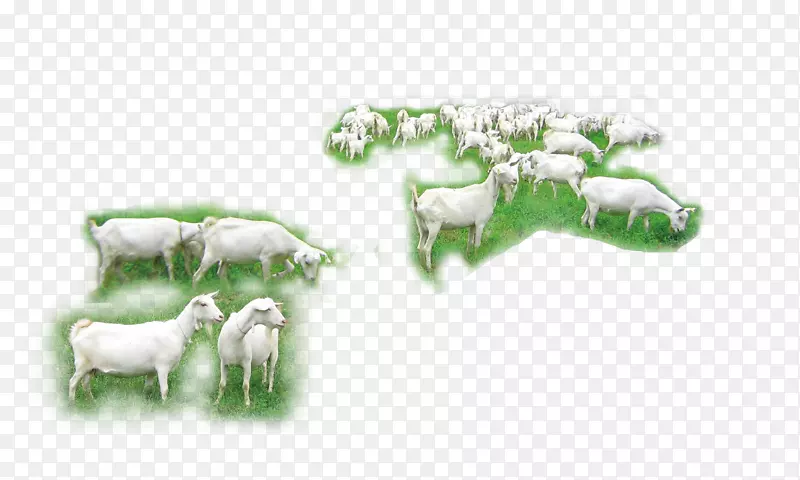 山羊、绵羊、牛群、山羊群