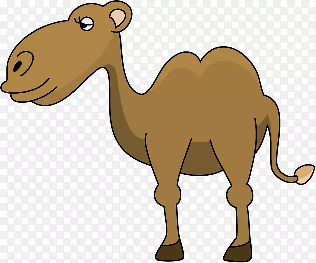 骆驼面部剪贴画-摩洛哥骆驼悬崖