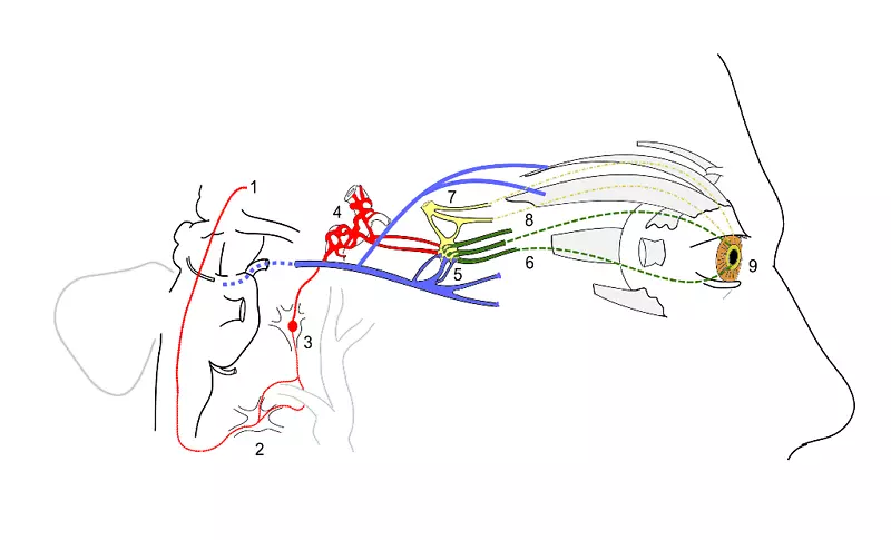 霍纳斯综合征，虹膜，交感神经系统上睑下垂-小学生图片