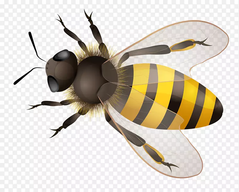 西方蜜蜂插图-卡通蜜蜂