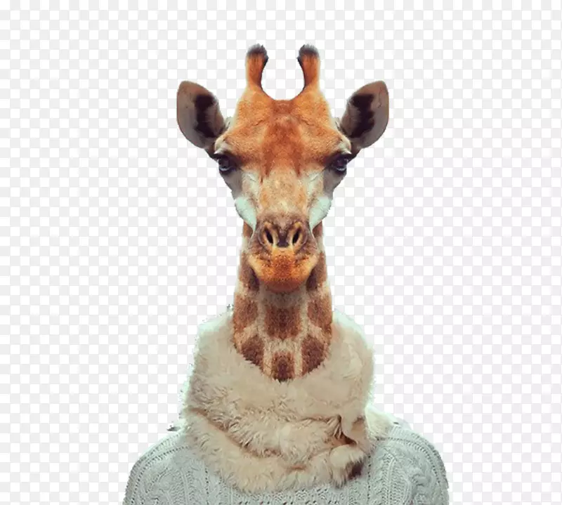 动物园肖像视觉艺术摄影师摄影-长颈鹿