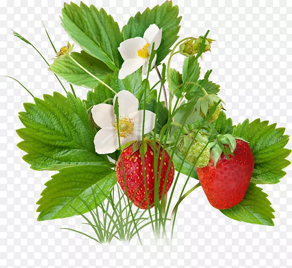 草莓果-草莓树