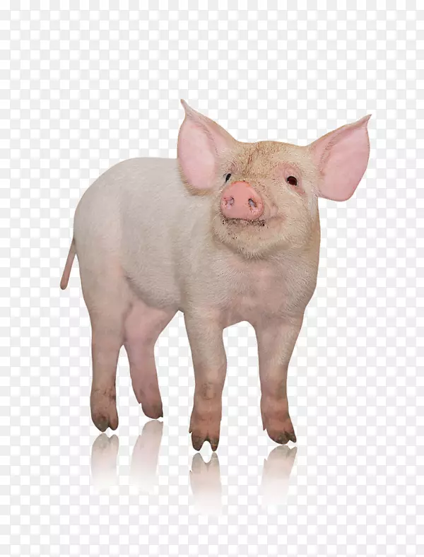丹麦本土猪摄影-猪头