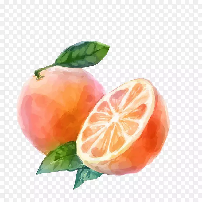 水彩画奥格里斯橙色蔬菜-柚子