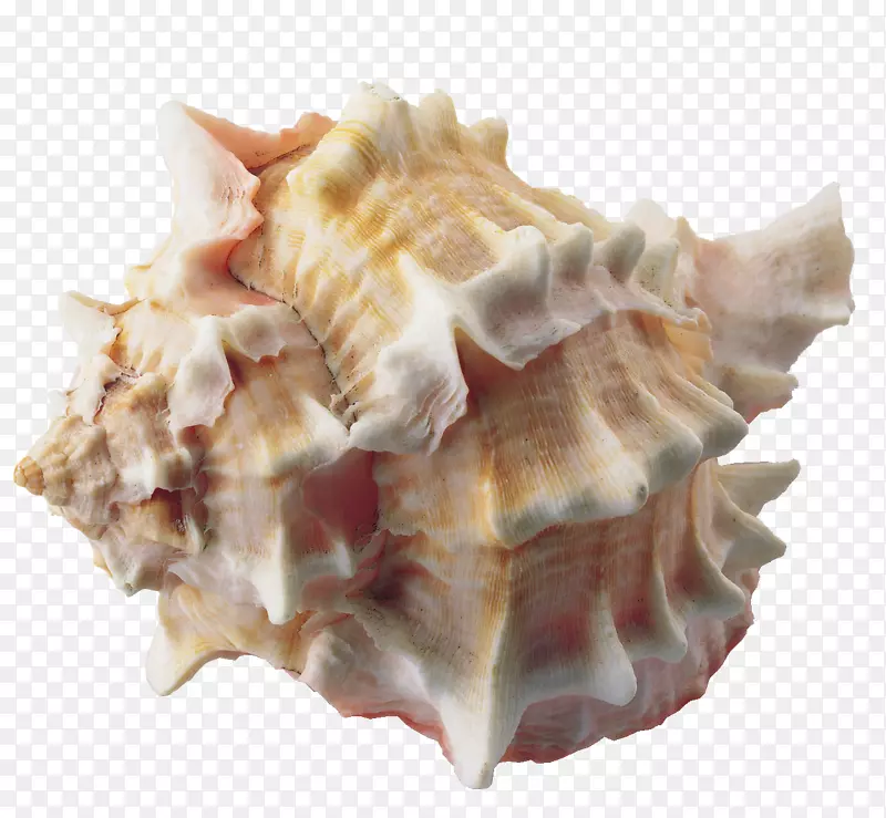 贝壳夹艺术海螺