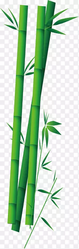 粽子竹