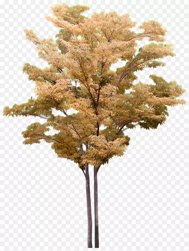 乔木外灌木植物-晚秋树型