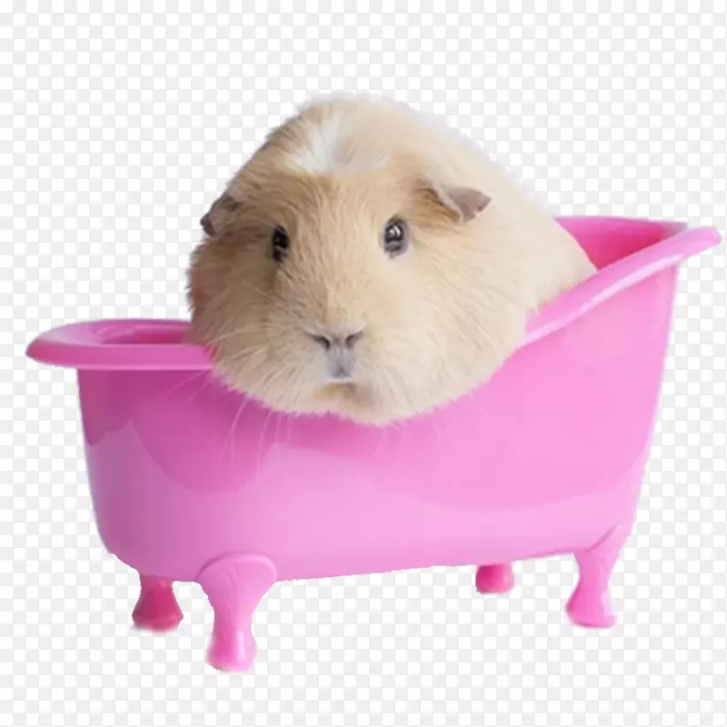 秘鲁豚鼠小型鼠可爱壁纸-豚鼠粉红壶