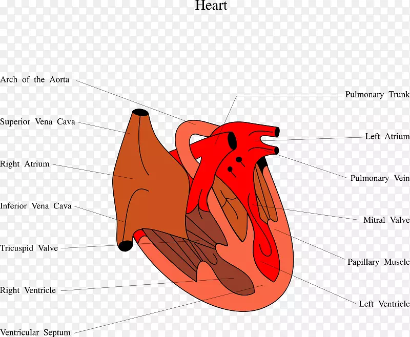 舒张期心力衰竭心脏舒张期心室.人体图