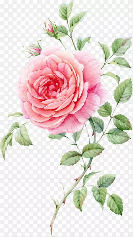 静物：粉色玫瑰水彩画水彩粉红玫瑰