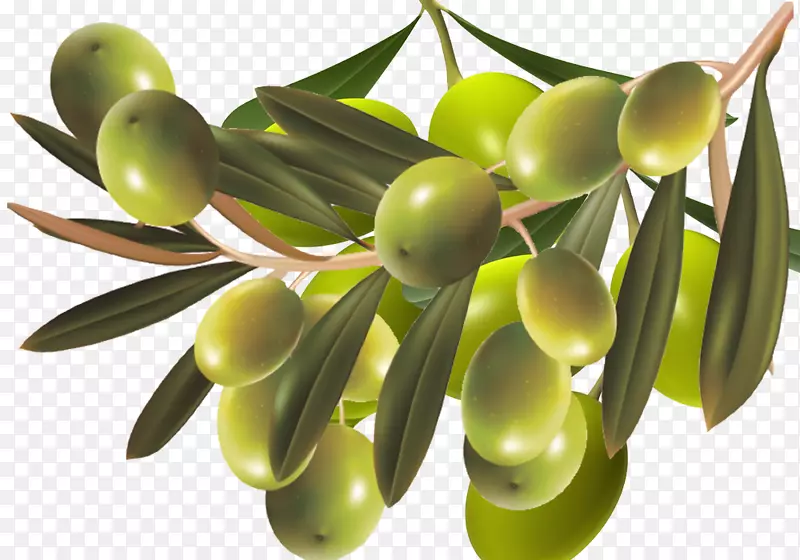 橄榄食品.橄榄营养材料